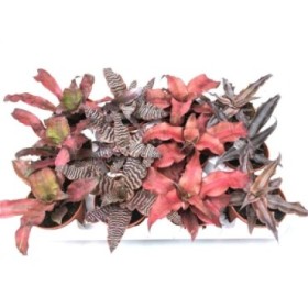 CRYPTANTHUS  M 9 mix