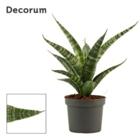 SANSEVIERIA M 9 H17 TIGER CROWN
