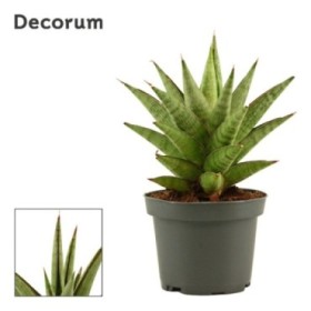 SANSEVIERIA M 9 H17 JEWEL CROWN