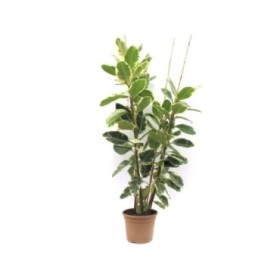 FICUS TINEKE  M50-210cm 4 cañas