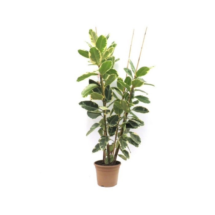FICUS TINEKE  M50-210cm 4 cañas