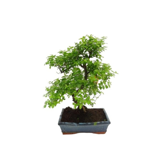 BONSÁI 10 ANYS SAGERETIA