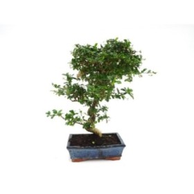 BONSÁI 10 ANYS CARMONA MICROPHYLLA