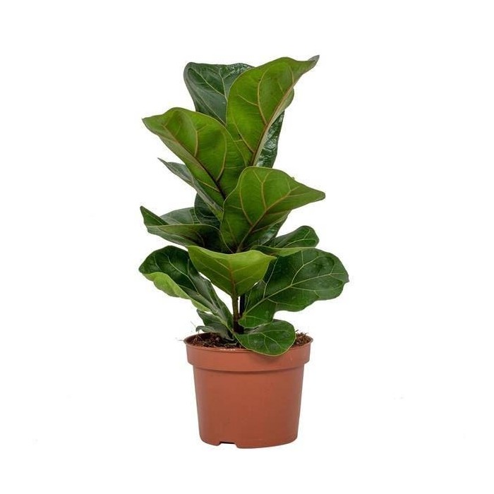 FICUS LYRATA  M12-35cm. BAMBINO