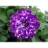 PETUNIA CONSTELLATION M13