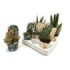SUCCULENTS SELECTION MIX  M 8.5 (bandeja 8)