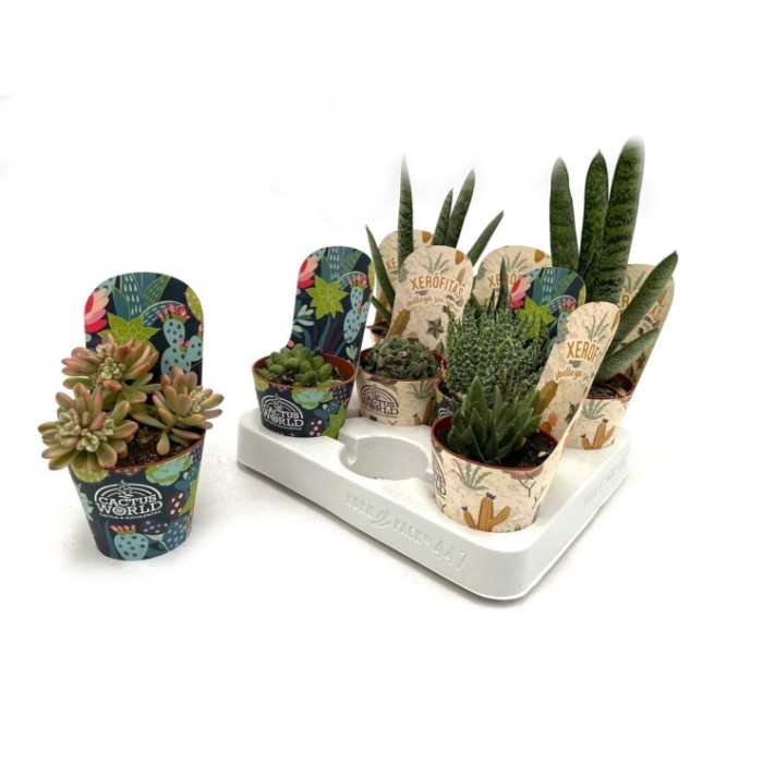 SUCCULENTS SELECTION MIX  M 8.5 (bandeja 8)