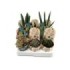 SUCCULENTS SELECTION MIX  M 8.5 (bandeja 8)