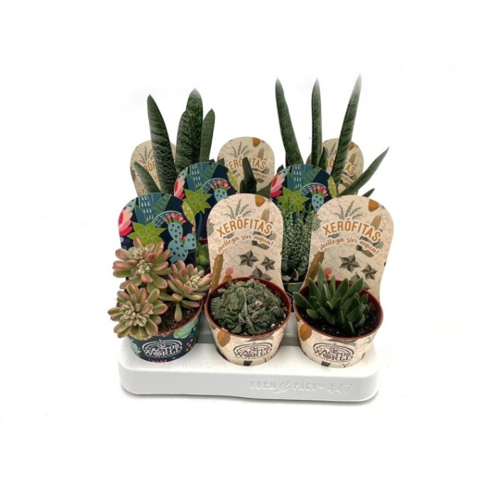 SUCCULENTS SELECTION MIX  M 8.5 (bandeja 8)
