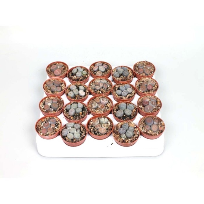 LITHOPS MIX M5.5 Grup