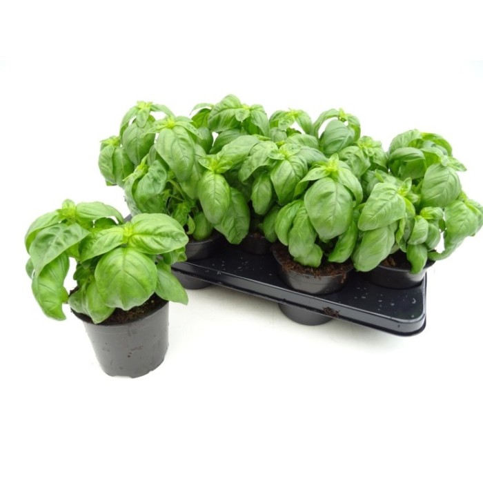 OCIMUM BASILICUM PESTO M13