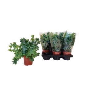 PHLEBODIUM AUREUM BLUE STAR M17