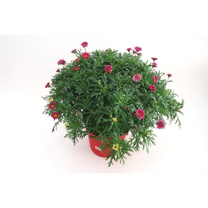 ARGYRANTHEMUM COLORS 10L