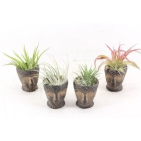 TILLANDSIA SUELTA TOTEM D7 H14