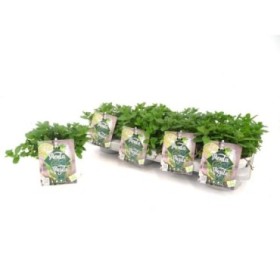 MENTHA SPICATA M13