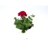 PELARGONIUM CALLIOPE M13