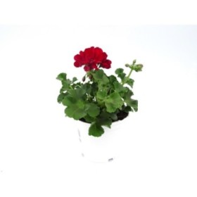 PELARGONIUM CALLIOPE M13