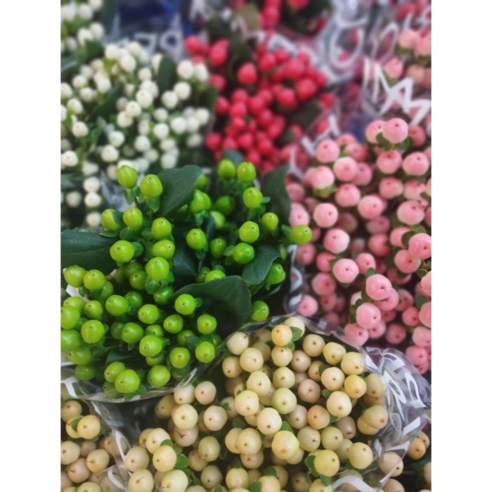 FLOR, HYPERICUM COCO MIX 60cm. x10 tiges.