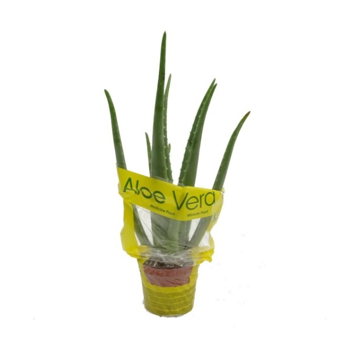 ALOE VERA  M21