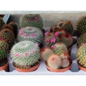 CACTUS  M 9  FLOR (bandeja x12)