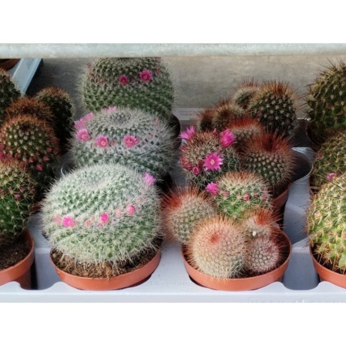 CACTUS  M 9  FLOR (bandeja x12)