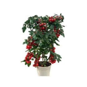 SOLANUM TOMATE ESPALDERA M19 60cm