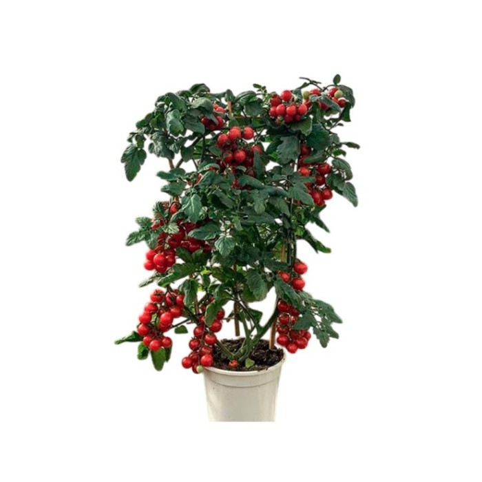 SOLANUM TOMATE ESPALDERA M19 60cm