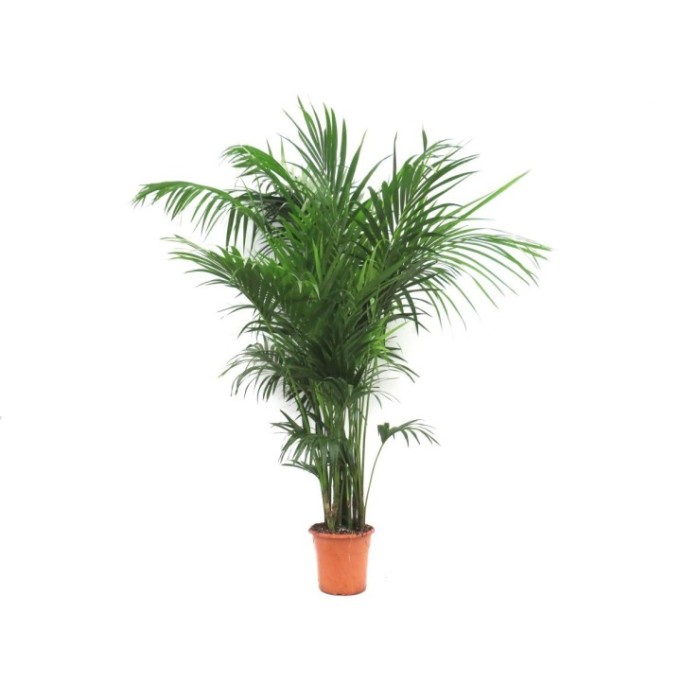 KENTIA  M32-220cm. Ca.