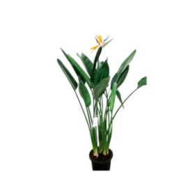 STRELITZIA REGINAE  M30