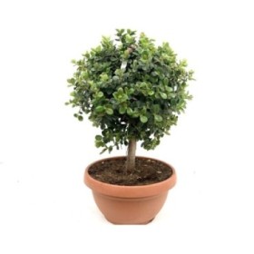 FICUS PANDA T55 TARRINA - COPA