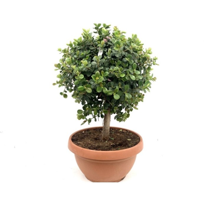 FICUS PANDA T55 TARRINA - COPA