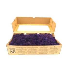 MUSGO PRESERVADO LILA 500gr
