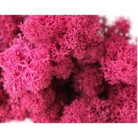 MUSGO PRESERVADO ROSA OSCURO 500gr