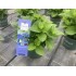HORTENSIA M23 MAGICAL