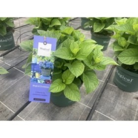 HORTENSIA M23 MAGICAL