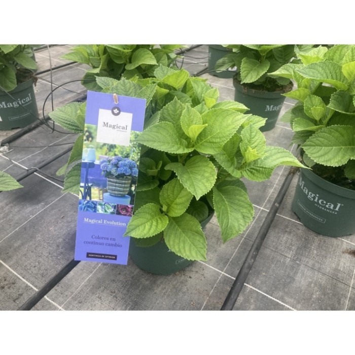 HORTENSIA M23 MAGICAL