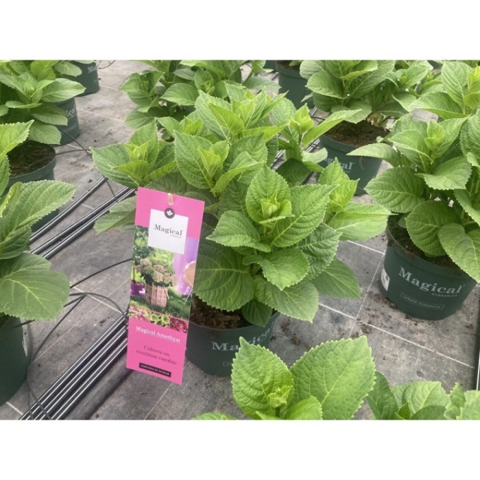 HORTENSIA M23 MAGICAL