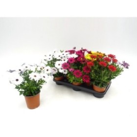 OSTEOSPERMUM ECKLONIS M13