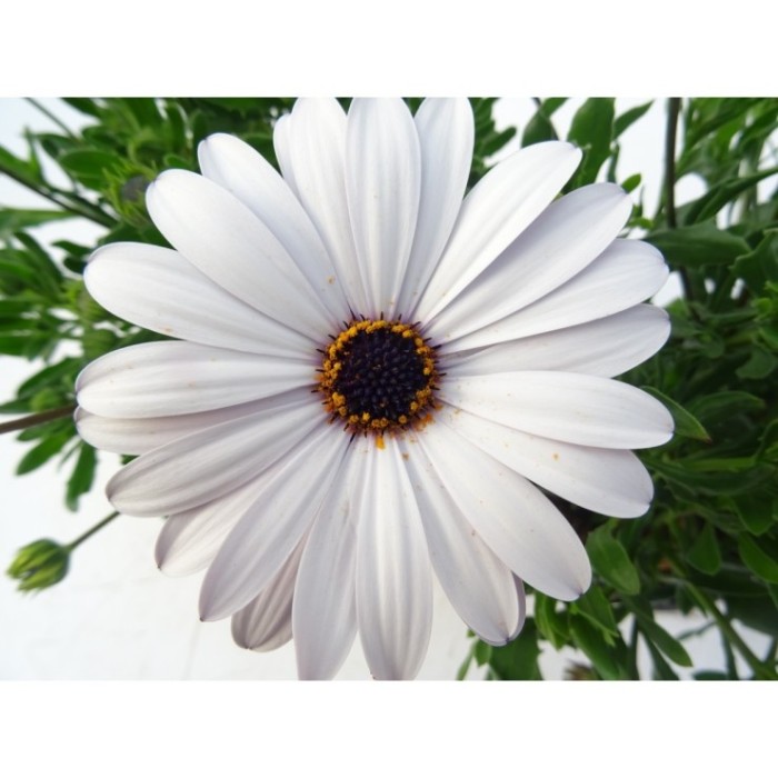 OSTEOSPERMUM ECKLONIS M13