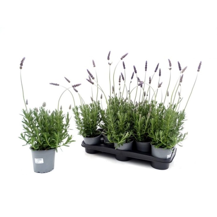 LAVANDULA DENTATA M13