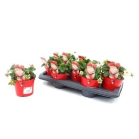 FRAGARIA FRESON MARESME M13