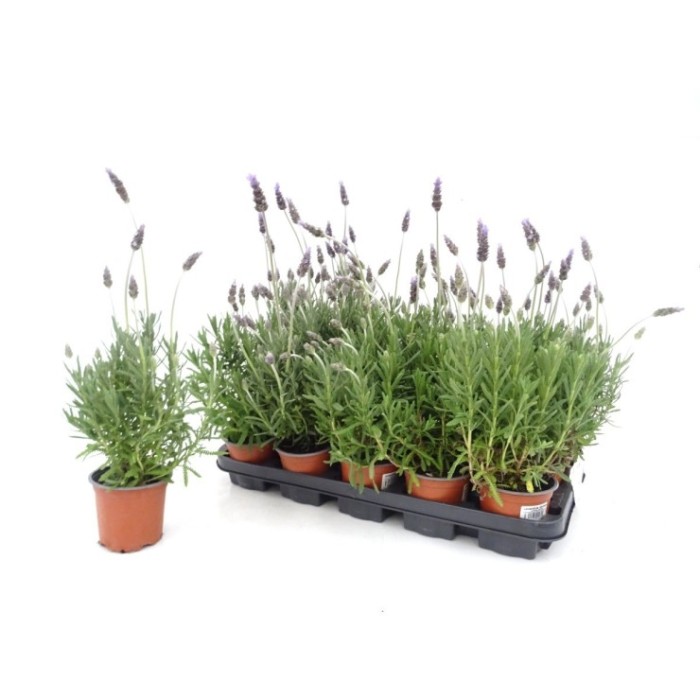 LAVANDULA DENTATA M11