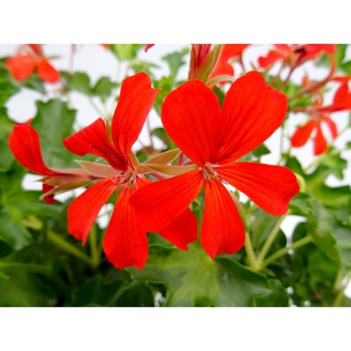 PELARGONIUM REY BALCON M13