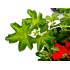 PELARGONIUM REY BALCON M13