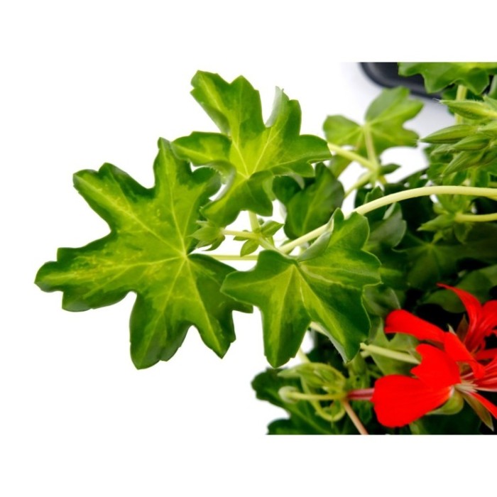 PELARGONIUM REY BALCON M13