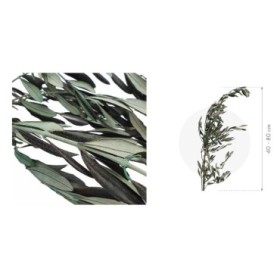 F.SECA, OLIVO VERDE PRESERVADO 40/80