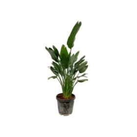 STRELITZIA REGINAE 30L 3 plantes
