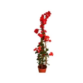 BOUGAINVILLEA EJEMPLAR 20L - 3 TUTORES 200/250cm