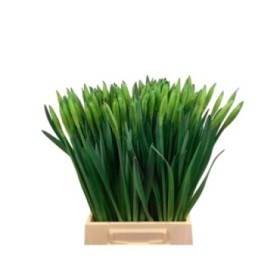 FLOR, NARCISUS x10 tiges.