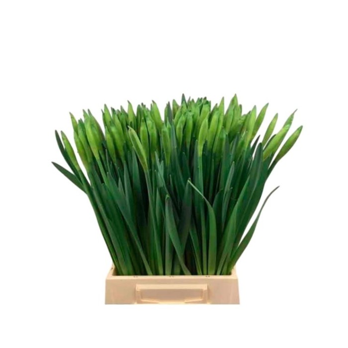 FLOR, NARCISUS x10 tiges.